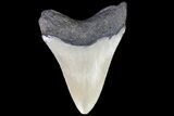 Bargain, Megalodon Tooth - North Carolina #76327-1